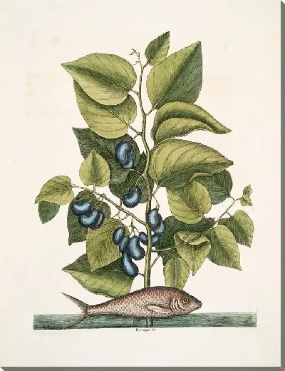 Картина Харенгус, Круда (1754)