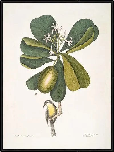 Картина Арбор Жасмини Флорибес, «Семилетнее яблоко»