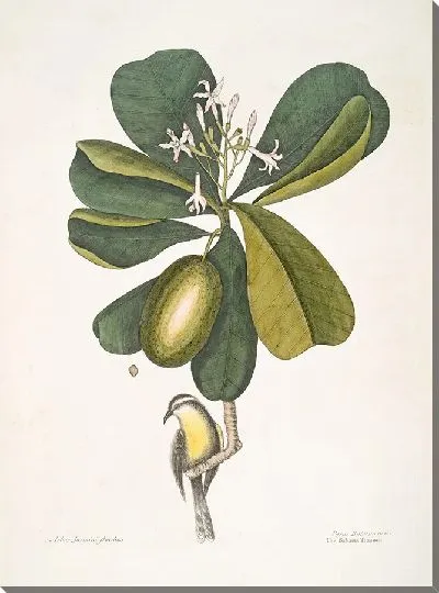 Картина Арбор Жасмини Флорибес, «Семилетнее яблоко»