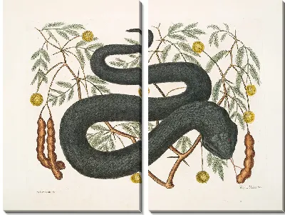 Картина Черная гадюка (1754)