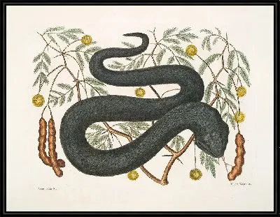 Картина Черная гадюка (1754)