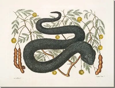 Картина Черная гадюка (1754)