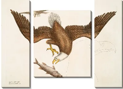 Картина Белоголовый орел (1754)