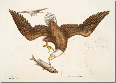 Картина Белоголовый орел (1754)