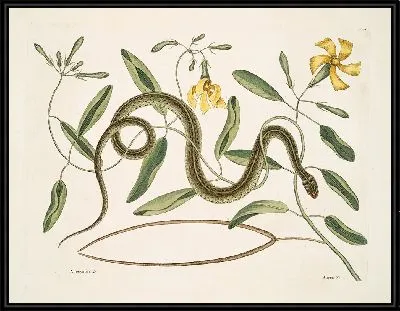 Картина Зелено-пятнистая змея (1754)