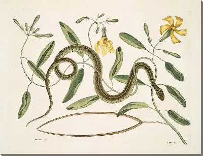 Картина Зелено-пятнистая змея (1754)