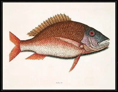 Картина Антея, Баранина-Рыба (1754)