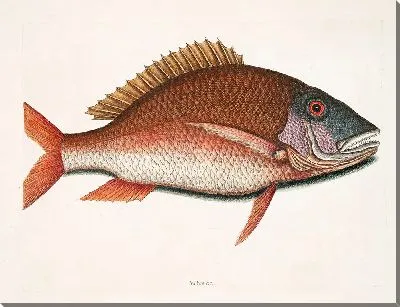 Картина Антея, Баранина-Рыба (1754)