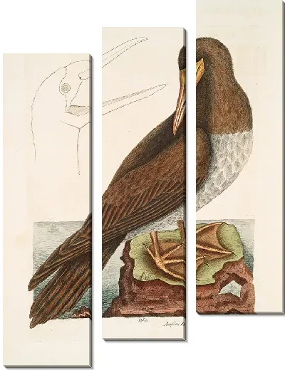 Картина Коричневая птица, родственная гусю Бассано, Олухе (1754)