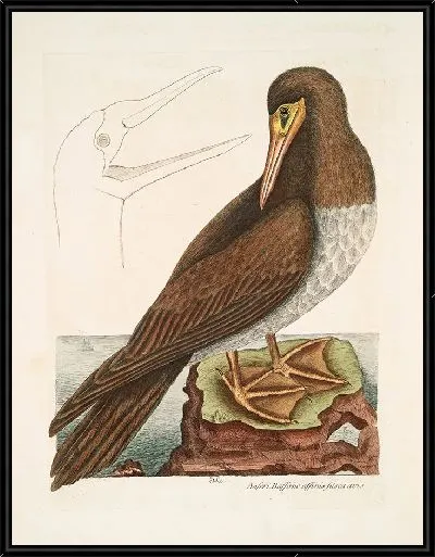 Картина Коричневая птица, родственная гусю Бассано, Олухе (1754)