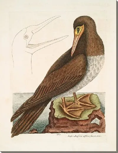 Картина Коричневая птица, родственная гусю Бассано, Олухе (1754)