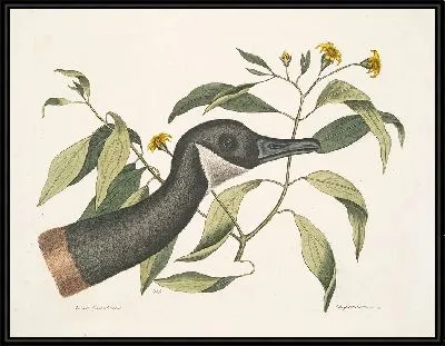 Канадский гусь, хризантема (1754)