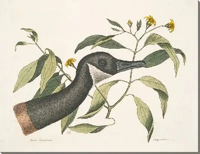 Канадский гусь, хризантема (1754)