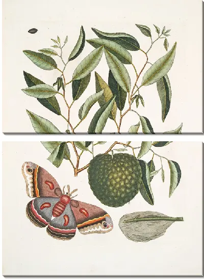 Картина Phalæna magna, самая большая моль Каролины, Гусеница этого мотылька. (1754)