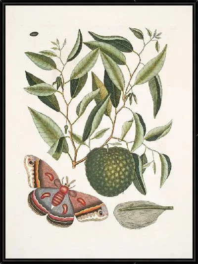 Картина Phalæna magna, самая большая моль Каролины, Гусеница этого мотылька. (1754)