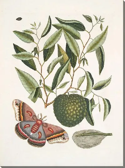 Картина Phalæna magna, самая большая моль Каролины, Гусеница этого мотылька. (1754)