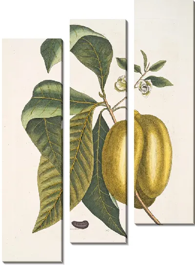 Картина Анона с плодами (1754)