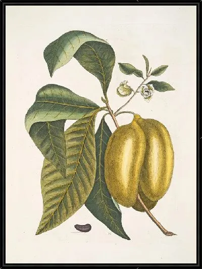 Картина Анона с плодами (1754)
