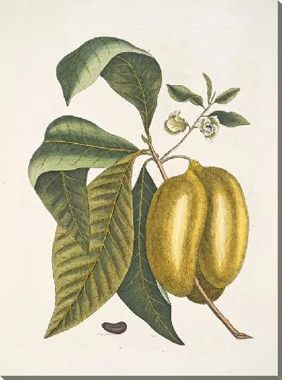 Картина Анона с плодами (1754)