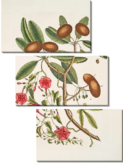 Картина Листья Аноны Лаурина, Дерева Саппадильо