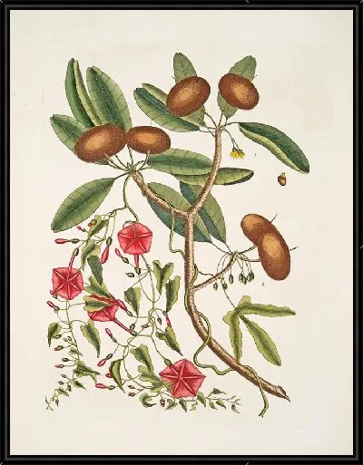 Картина Листья Аноны Лаурина, Дерева Саппадильо