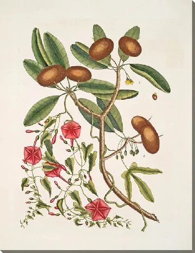 Картина Листья Аноны Лаурина, Дерева Саппадильо