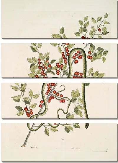 Картина Зеленая Змея, Кассена и др. (1754)