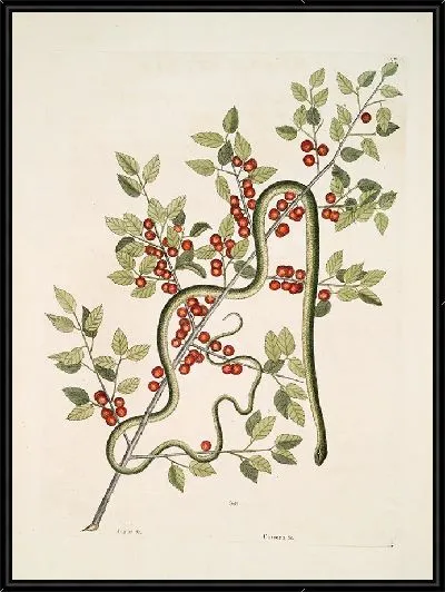 Картина Зеленая Змея, Кассена и др. (1754)