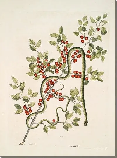 Картина Зеленая Змея, Кассена и др. (1754)