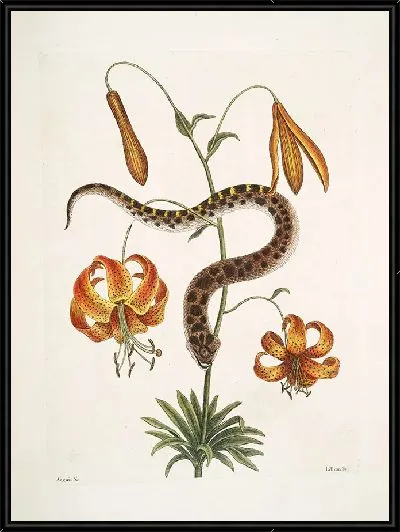 Картина Змея Свиной Нос, лилии и др. (1754)