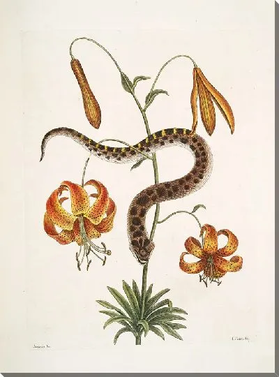 Картина Змея Свиной Нос, лилии и др. (1754)