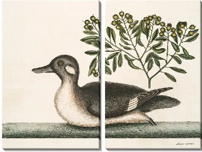 Картина Анас минор, Маленькая коричневая утка (1754)