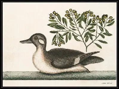 Картина Анас минор, Маленькая коричневая утка (1754)