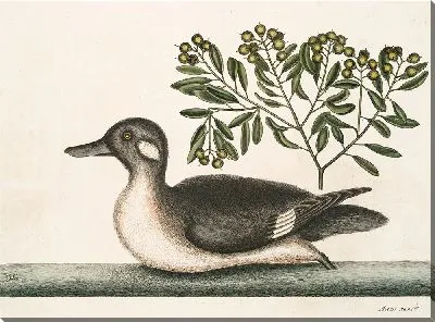 Картина Анас минор, Маленькая коричневая утка (1754)