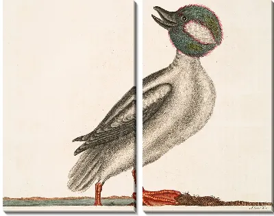 Картина Утка с головой буйвола (1754)