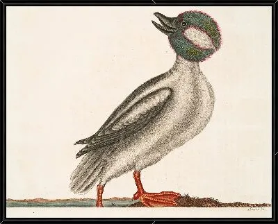 Картина Утка с головой буйвола (1754)