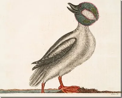 Картина Утка с головой буйвола (1754)