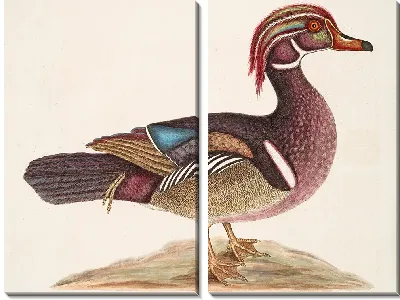 Картина Летняя утка (1754)