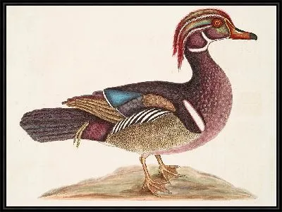 Картина Летняя утка (1754)