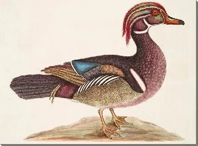 Картина Летняя утка (1754)