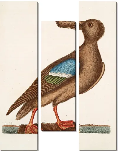 Картина Синекрылый ширококрыл (1754)