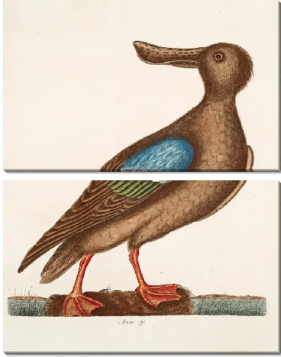 Картина Синекрылый ширококрыл (1754)