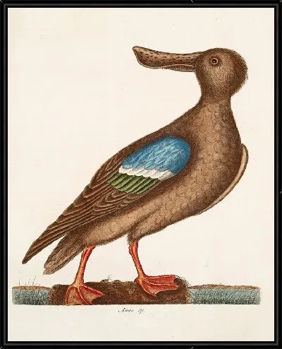 Картина Синекрылый ширококрыл (1754)