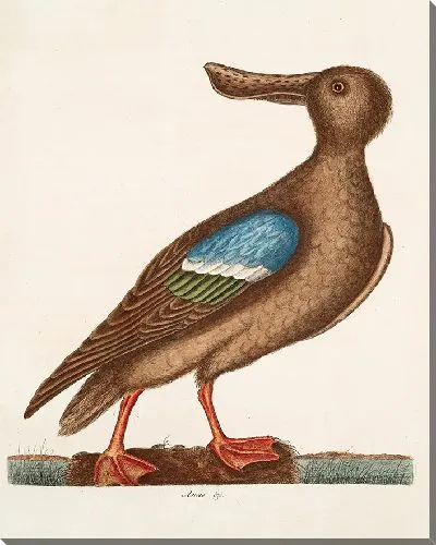 Картина Синекрылый ширококрыл (1754)