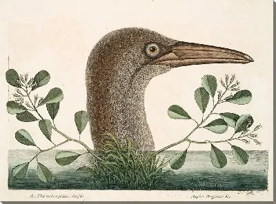 Картина Тимелея с тусклыми листьями