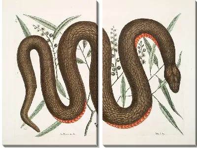 Картина Меднобрюхая Змея. (1754)