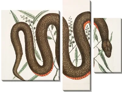 Картина Меднобрюхая Змея. (1754)