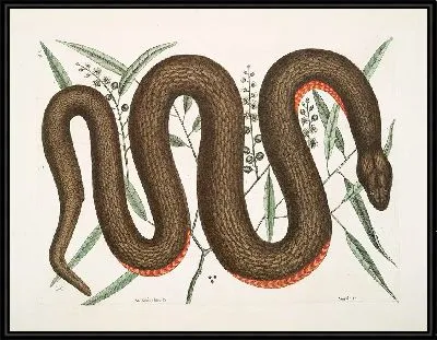 Картина Меднобрюхая Змея. (1754)