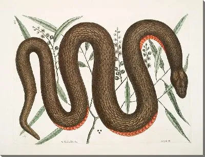 Картина Меднобрюхая Змея. (1754)