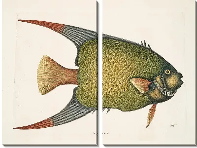 Картина Рыба-ангел. (1754)